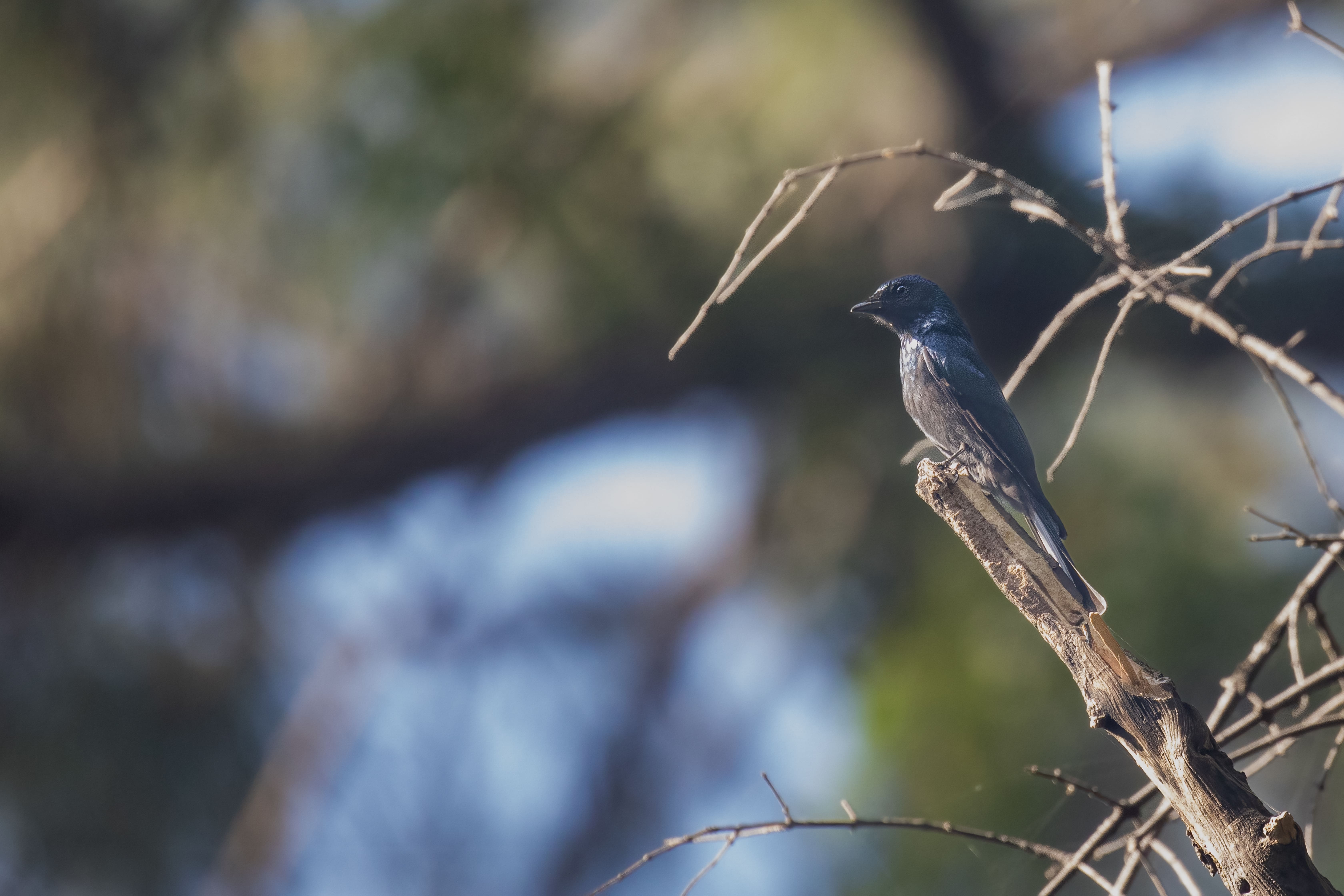Bronzed Drongo